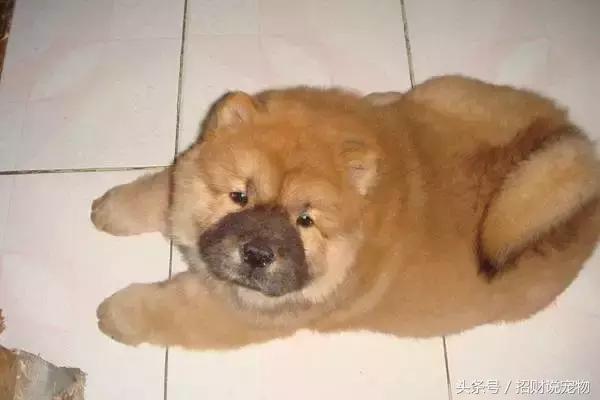 养宠小知识狗突然大量掉毛怎么办,养宠知识狗狗伤口怎么处理