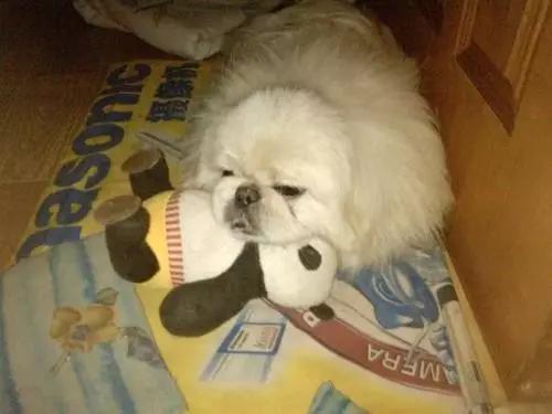 你有过“用生命在遛狗”的经历吗？别问我是怎么知道的