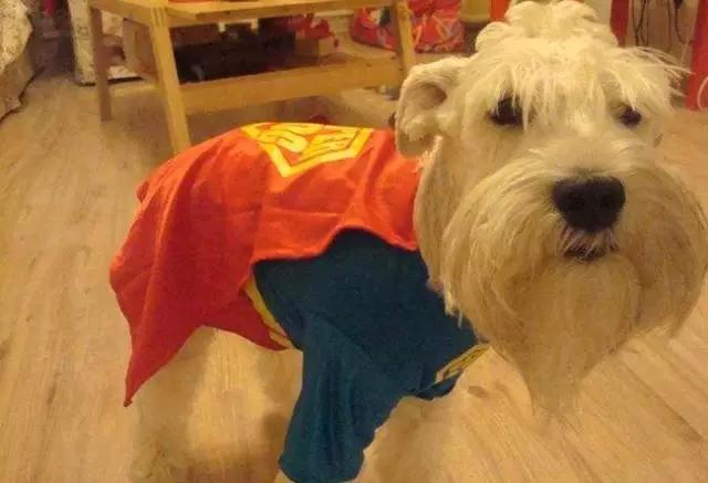 你有过“用生命在遛狗”的经历吗？别问我是怎么知道的