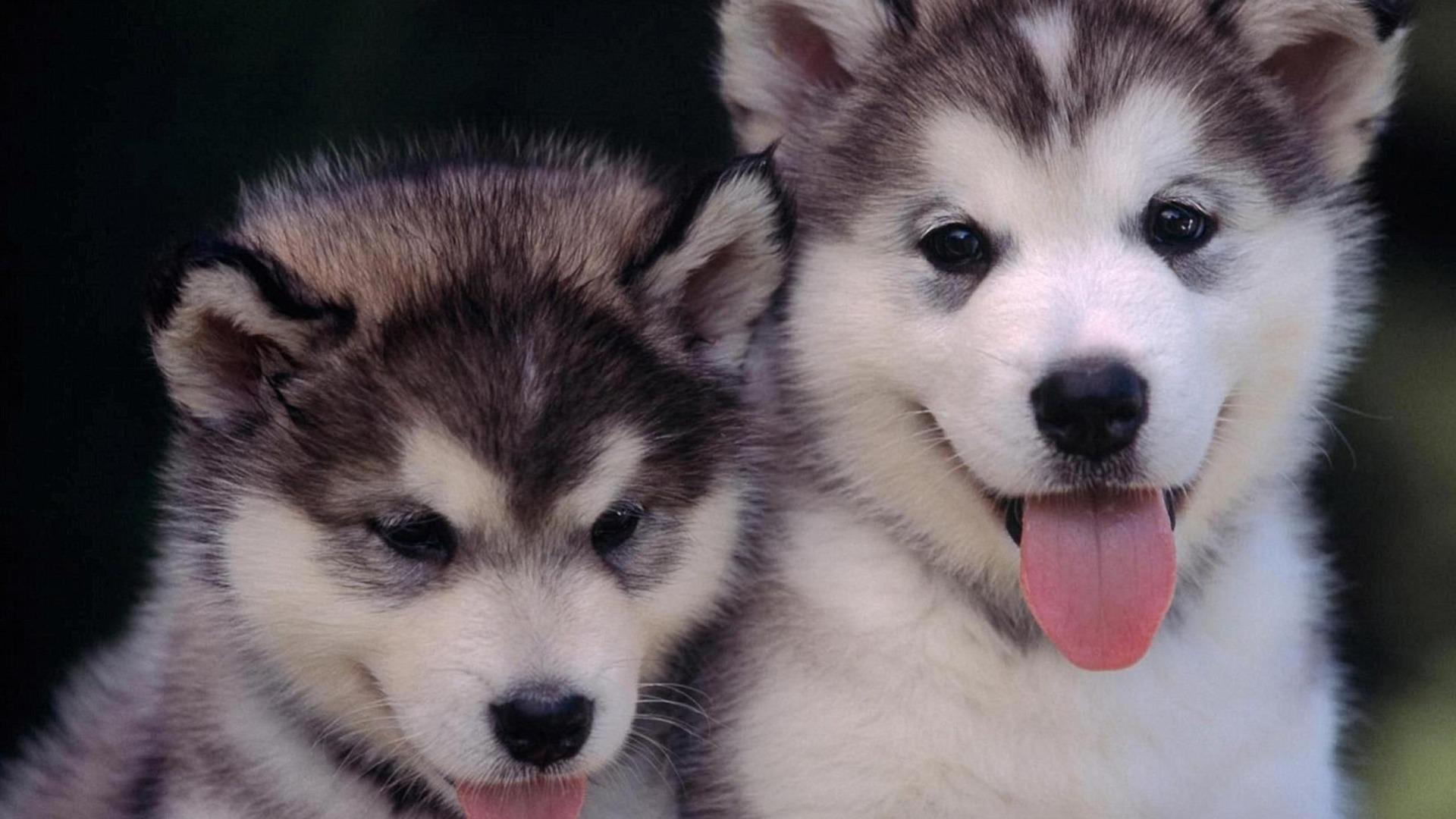 阿拉斯加犬最好的是什么品种,世界名犬阿拉斯加雪橇犬工作犬