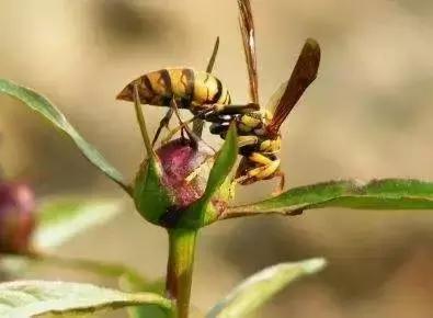 吃野生马蜂蛹违法吗,吃马蜂的蜂蛹中毒是什么原因