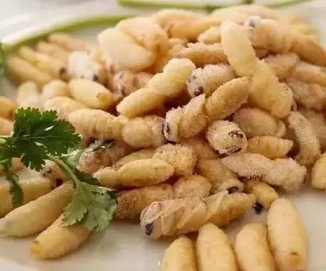 吃野生马蜂蛹违法吗,吃马蜂的蜂蛹中毒是什么原因