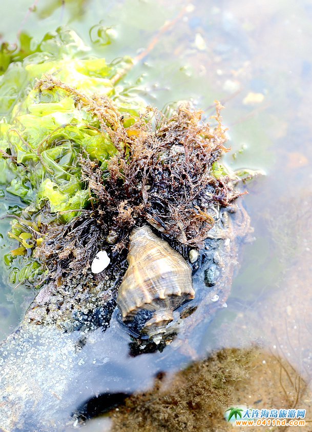 国庆大连去哪个海岛,国庆八天假去哪玩江西