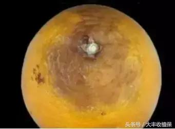 致命的小黑点！一旦染上这种病，柑橘彻底毁容，果农收入减半