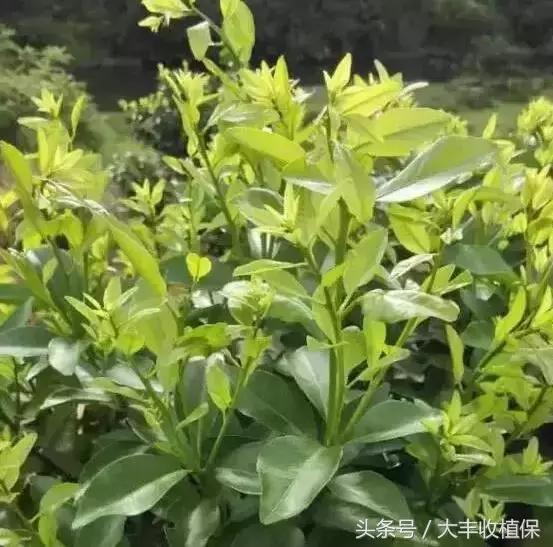 致命的小黑点！一旦染上这种病，柑橘彻底毁容，果农收入减半