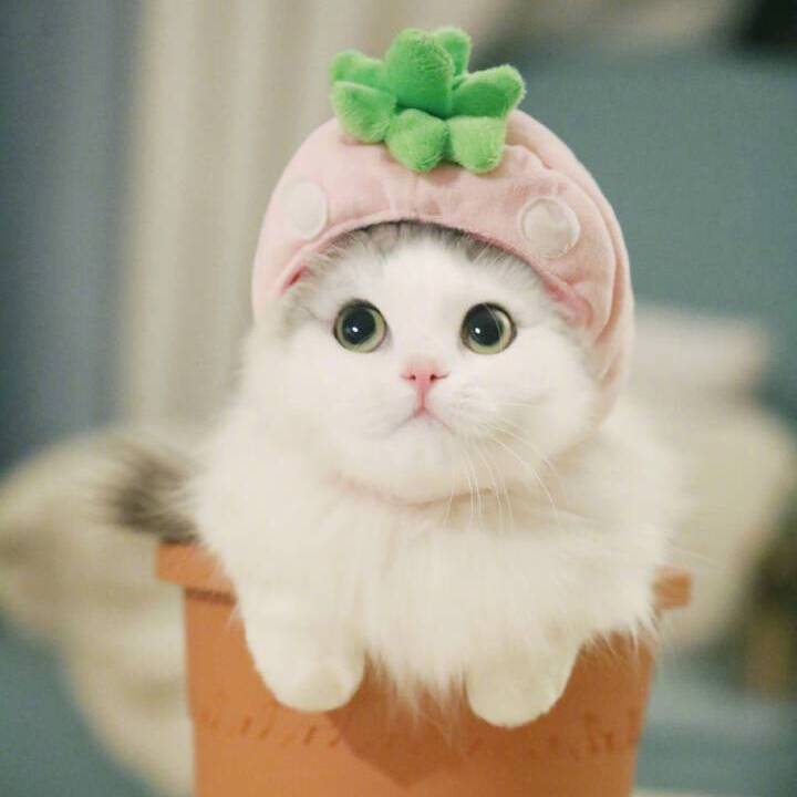 老婆和丈母娘发生矛盾怎么哄,情侣吵架后应该如何去哄女友