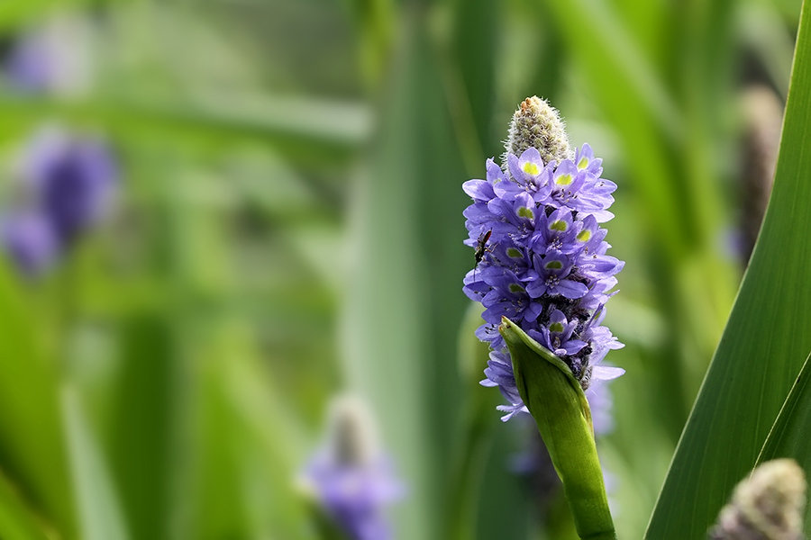 开在秋季的紫藤花,开在秋天的花卉有什么品种