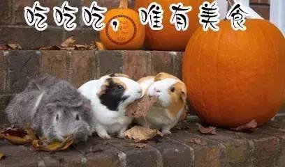 一次意外动物和人类互换了灵魂,为什么荷兰猪会突然变得很烦躁