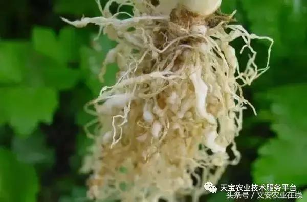 最新防治植物根结线虫药物,防治根结线虫病要用什么杀虫剂