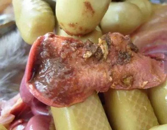 肠道衰老,哪些食物是肠道的清道夫