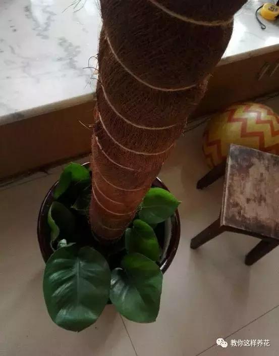 自制绿萝棕柱视频,自制绿萝柱子