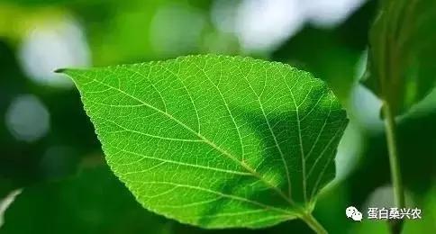 蛋白桑：1一脱氧野尻霉素的生物特性及功能