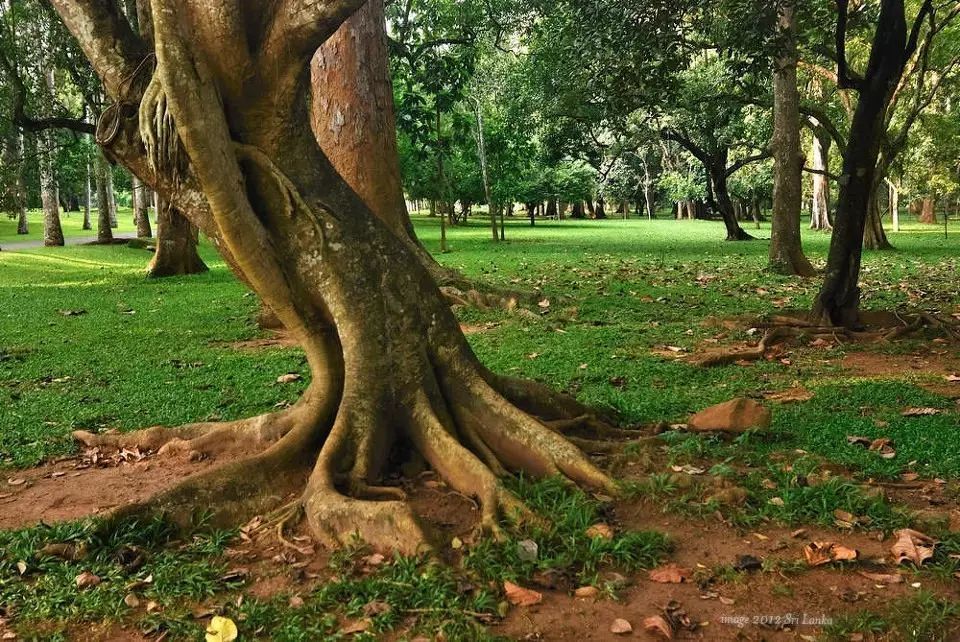 斯里兰卡被誉为上帝的眼泪,华正商旅美景推荐