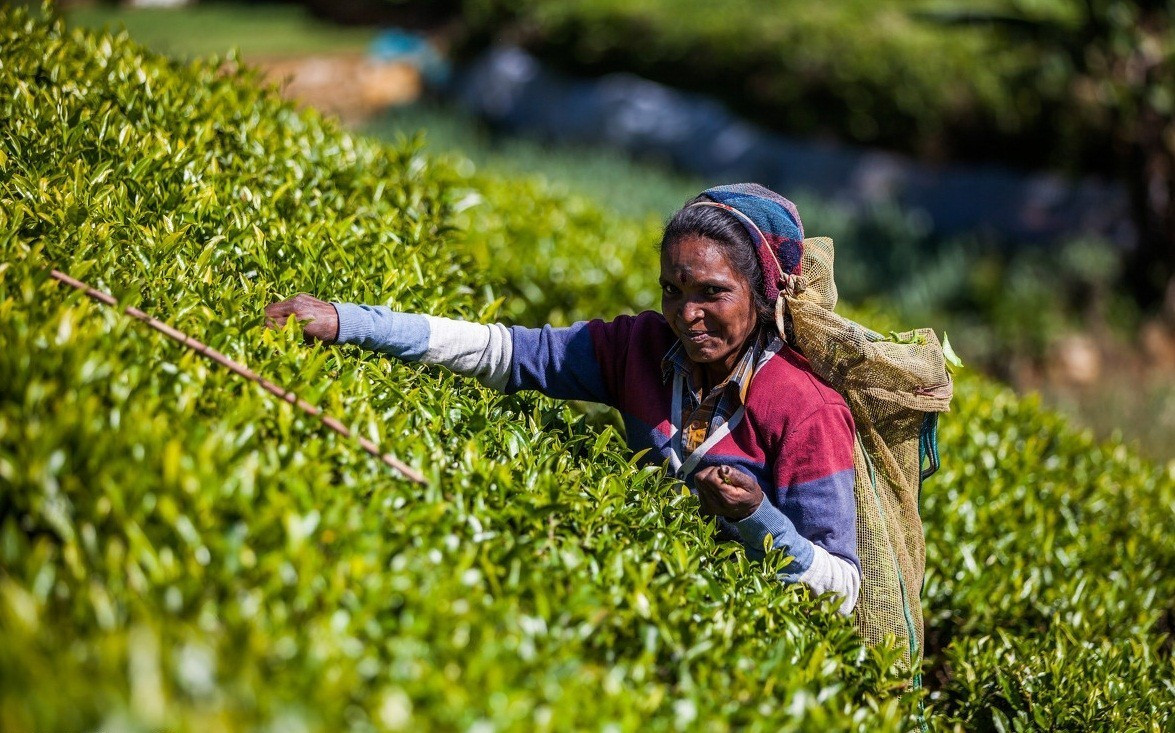 斯里兰卡被誉为上帝的眼泪,华正商旅美景推荐