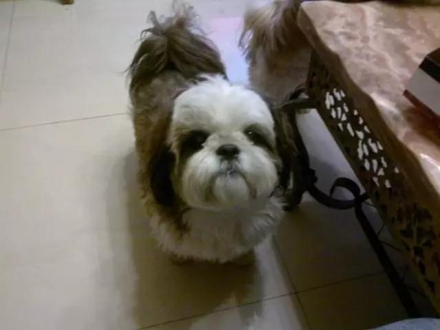 你有过“用生命在遛狗”的经历吗？别问我是怎么知道的