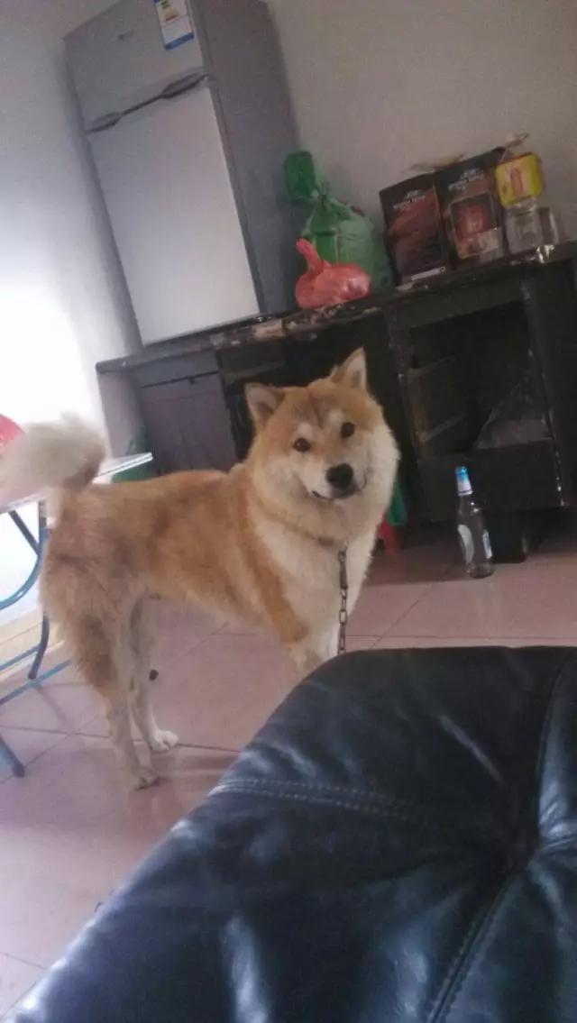 你有过“用生命在遛狗”的经历吗？别问我是怎么知道的