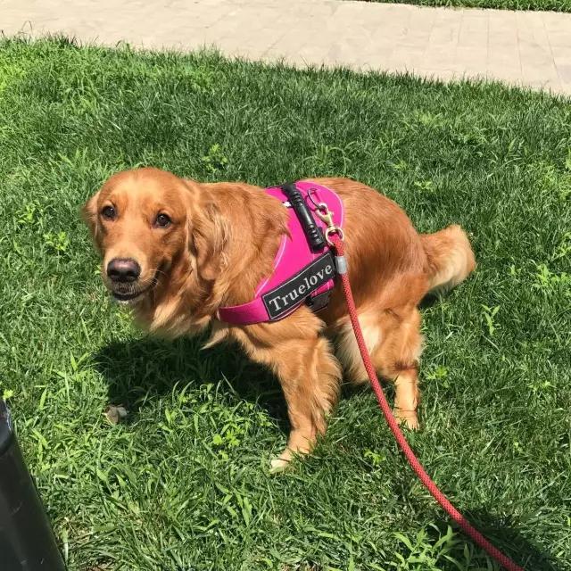 你有过“用生命在遛狗”的经历吗？别问我是怎么知道的