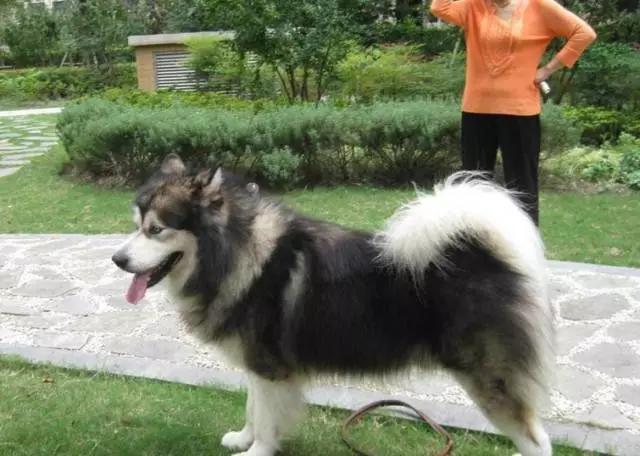 你有过“用生命在遛狗”的经历吗？别问我是怎么知道的