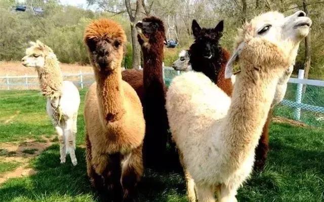 国庆假日浪漫之旅,澳大利亚国庆旅游攻略