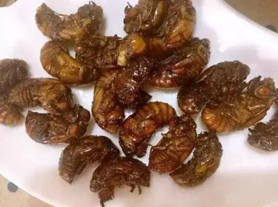 吃野生马蜂蛹违法吗,吃马蜂的蜂蛹中毒是什么原因