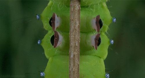 吃野生马蜂蛹违法吗,吃马蜂的蜂蛹中毒是什么原因