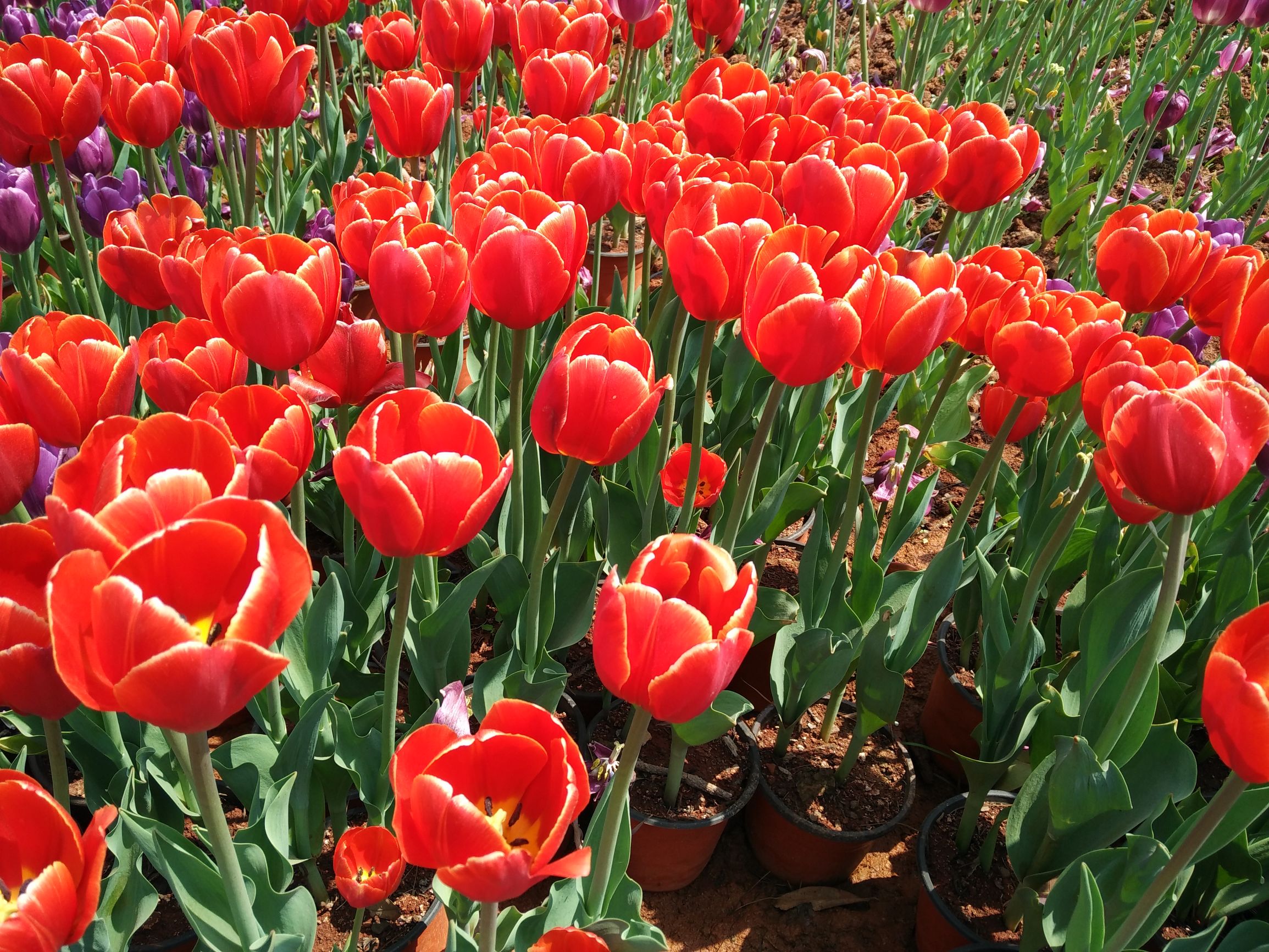 高雅的郁金香怎么画,高雅的郁金香花束