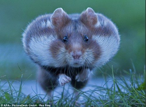 喂养小仓鼠禁忌什么吃的,小仓鼠可以吃什么东西呢