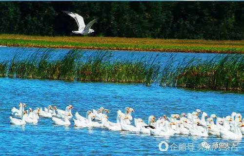 沙海中耀眼的奈曼：一个可以“游遍”内蒙古的地方，有值得体验的钓场