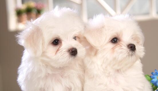 狗狗眼泪多泪痕重是有虫子了吗,狗狗眼泪多怎么回事