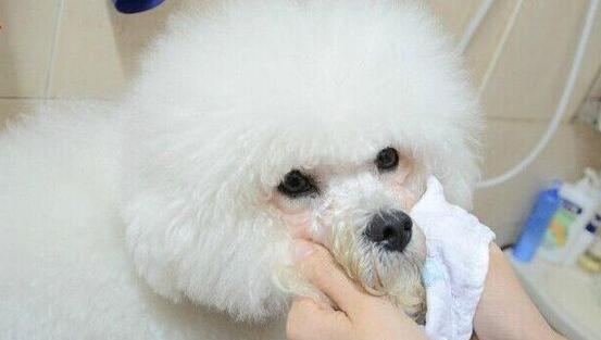 狗狗眼泪多泪痕重是有虫子了吗,狗狗眼泪多怎么回事