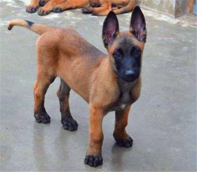 地位高性格强势的马犬怎么训练,警觉性的狗