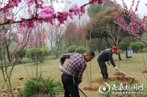 娄底市园林管理处,弯腰行动树校园新风