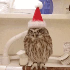 猫头鹰涂涂说自己是会飞的猫,宠物猫头鹰可以养吗犯法吗