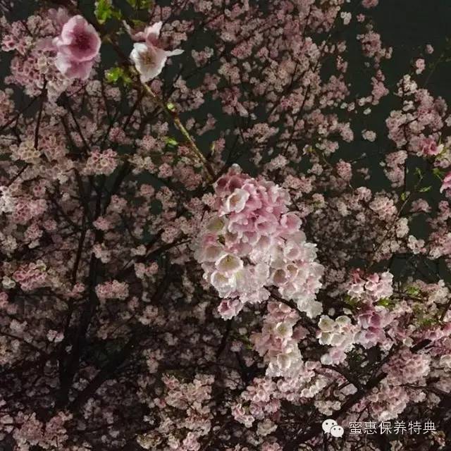 春季限定三月樱花白,3月粉色樱花系列