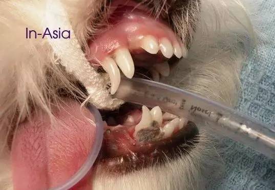 祸黑犬缘为哪般,察端倪智用乳齿