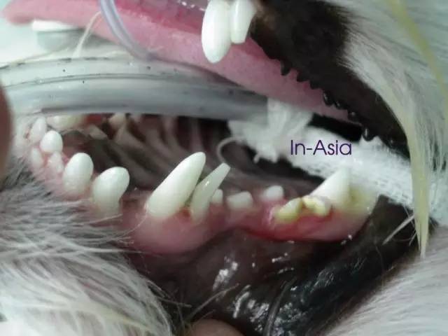 祸黑犬缘为哪般,察端倪智用乳齿