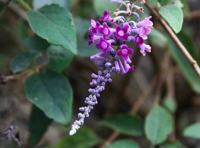 开在秋季的紫藤花,开在秋天的花卉有什么品种