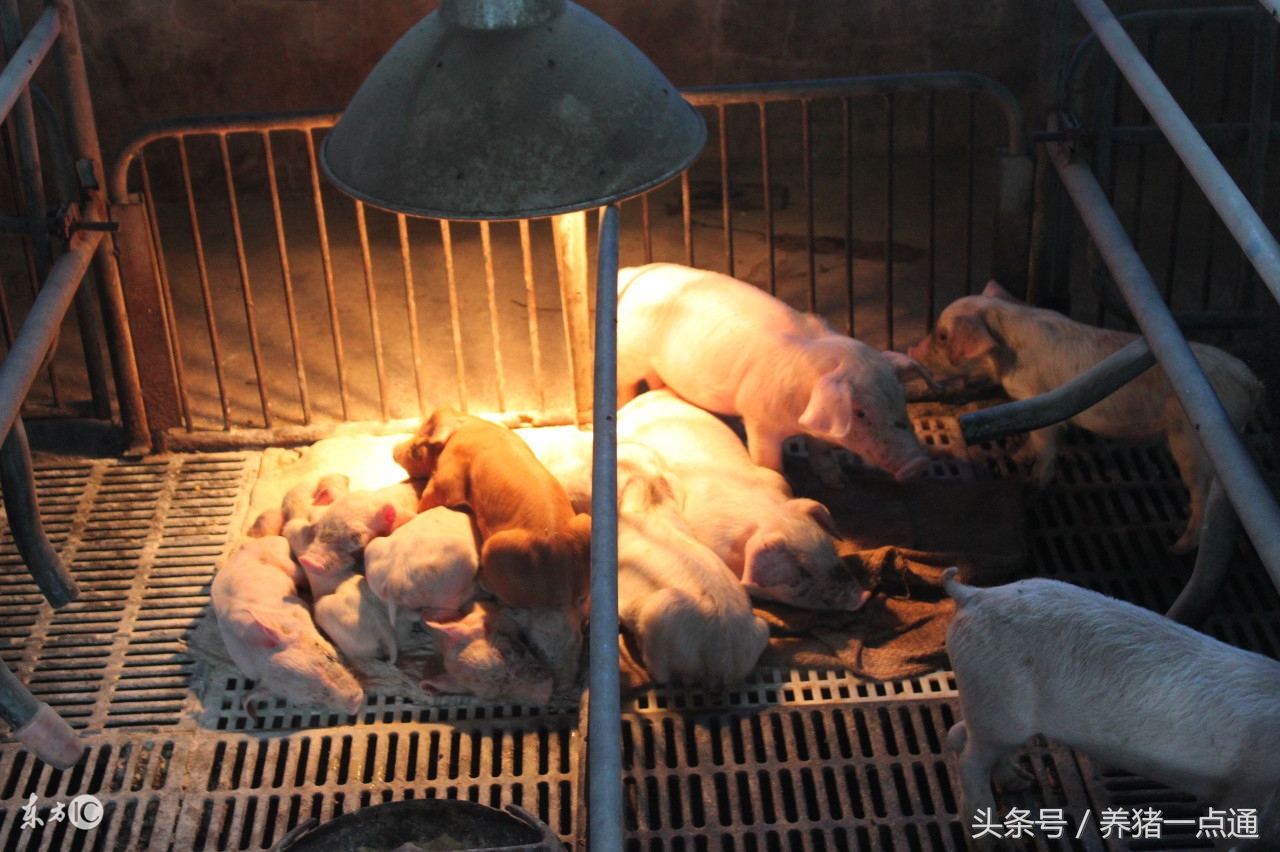 猪得流行性腹泻时猪场如何管理,仔猪腹泻原因及防控措施有哪些