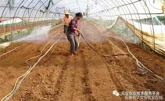 最新防治植物根结线虫药物,防治根结线虫病要用什么杀虫剂