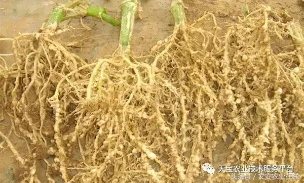 最新防治植物根结线虫药物,防治根结线虫病要用什么杀虫剂