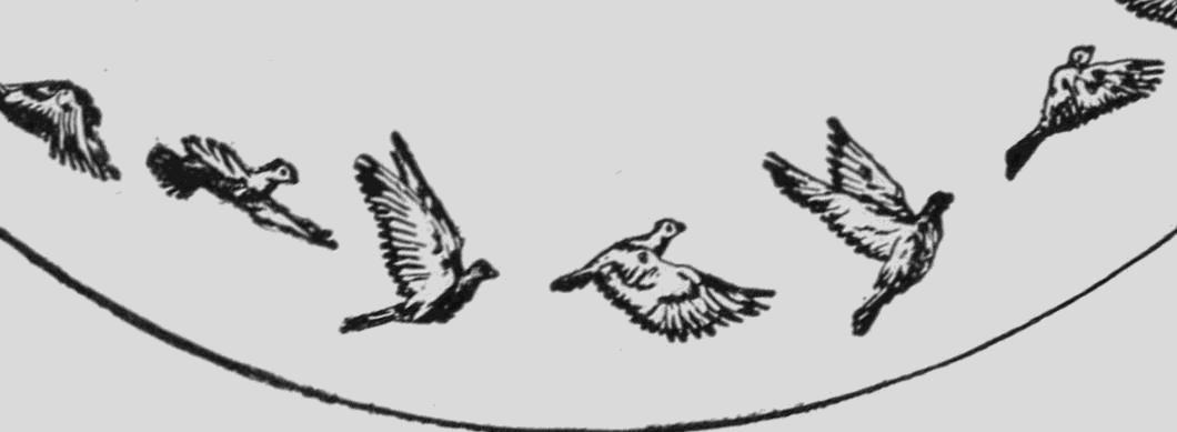 腕上鸟类图鉴｜谁是颜值之巅？