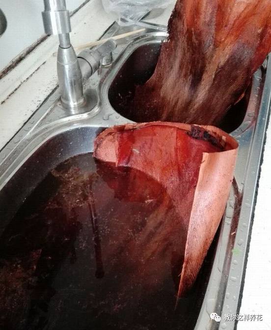 自制绿萝棕柱视频,自制绿萝柱子