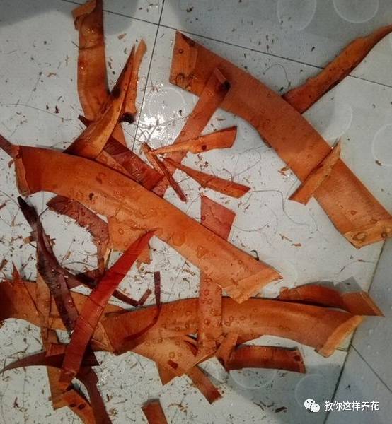 自制绿萝棕柱视频,自制绿萝柱子