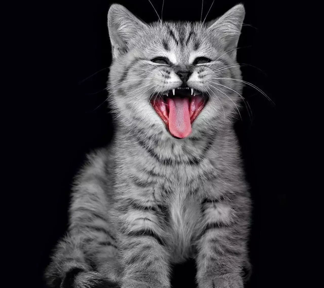 盘点那些笑到笑不出声的猫咪,十六种猫咪