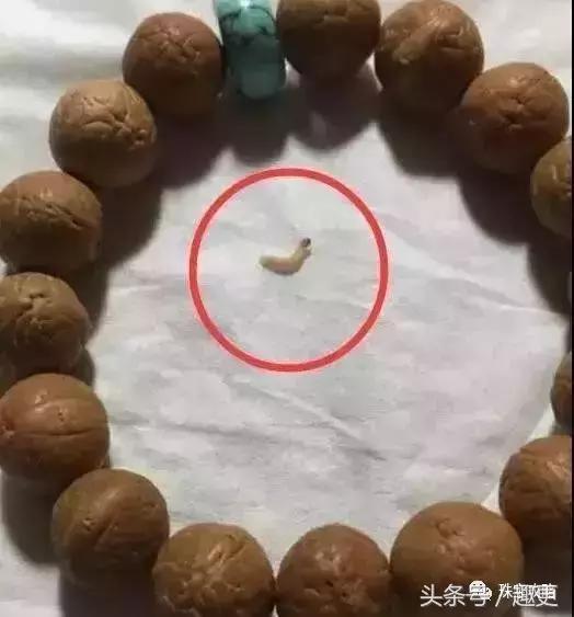 文玩里的虫,文玩里的虫子是什么虫子