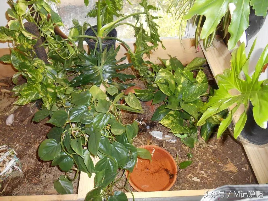 凹甲陆龟的优缺点,凹甲陆龟可以养吗