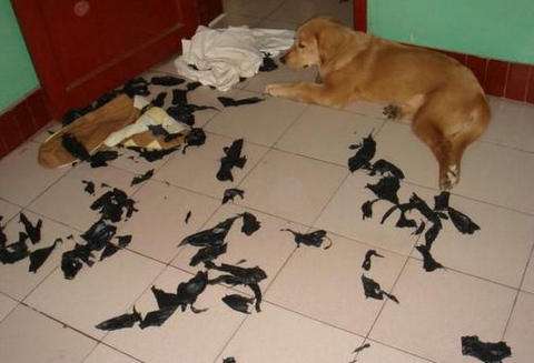 在家搞破坏的狗狗,对付狗狗拆家的绝招