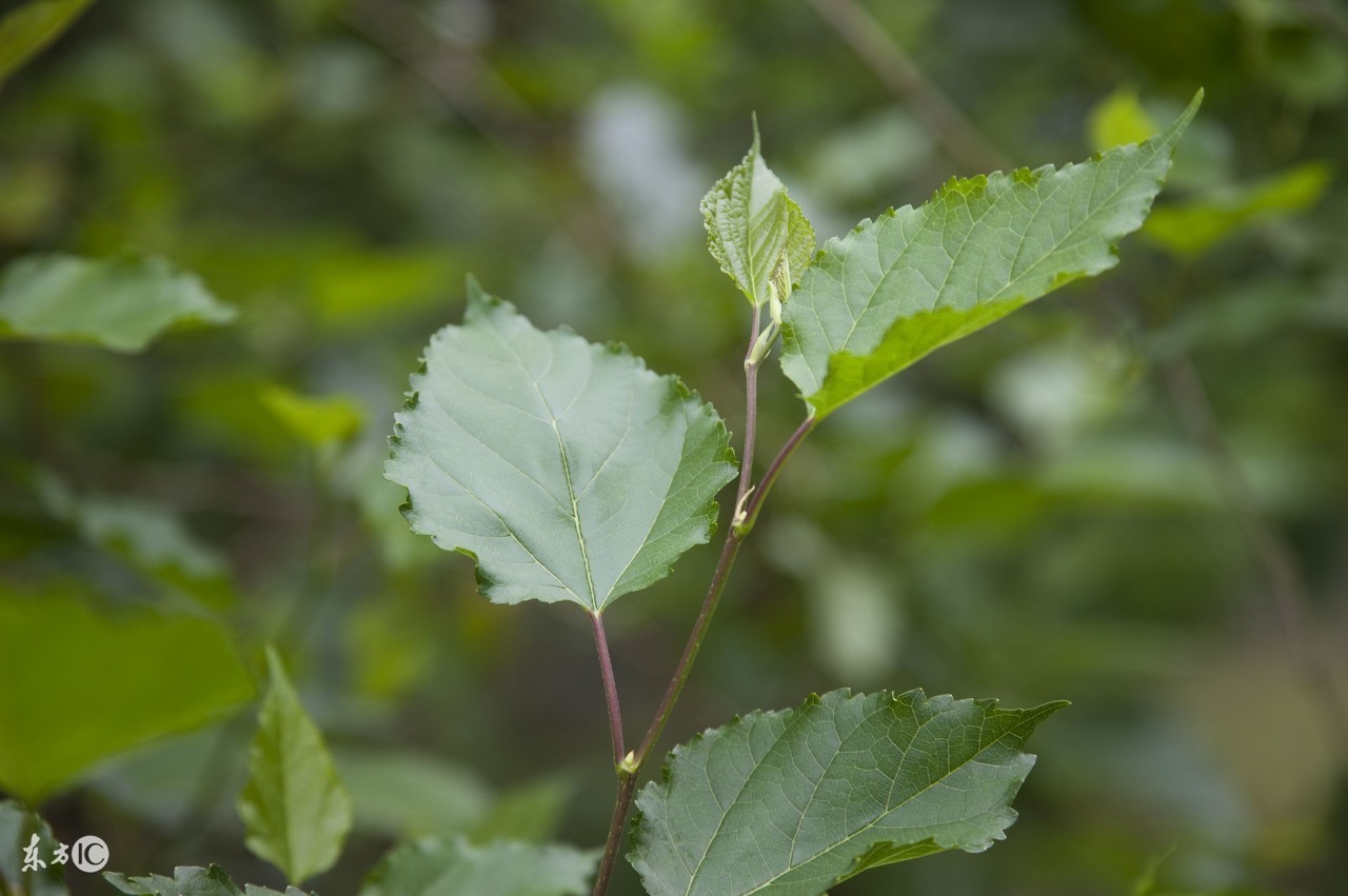 孕期感冒咳嗽一直在出汗什么原因,感冒咳嗽还伴胸脯疼用什么小偏方