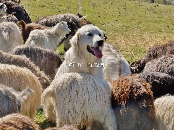 暖过拥抱,柔过亲吻,只有羊绒衫能给女人温柔的怀抱