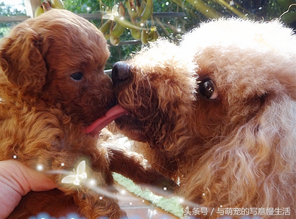 “舔式疗法”能为我们疗伤治病，可惜很多人不知